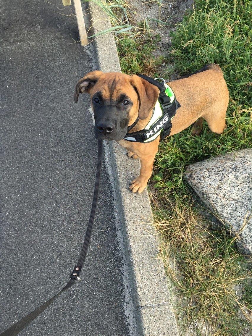 Blanding af racer King billede 2