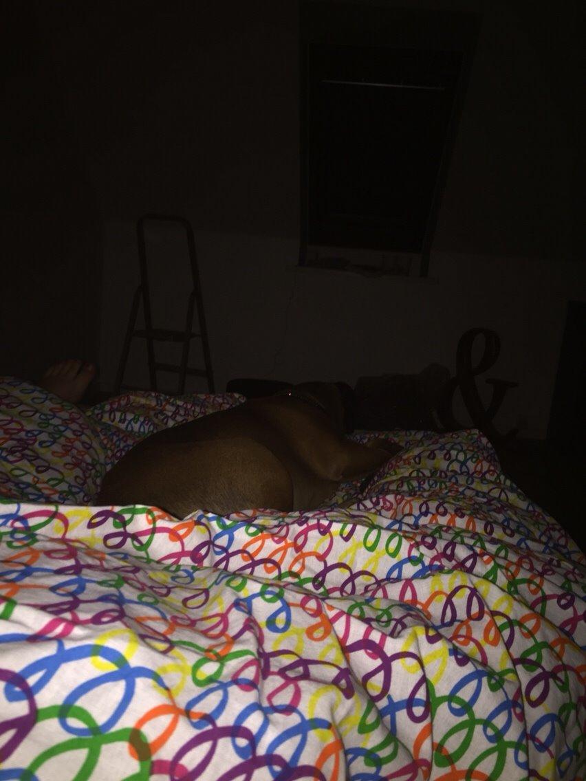 Blanding af racer King billede 3