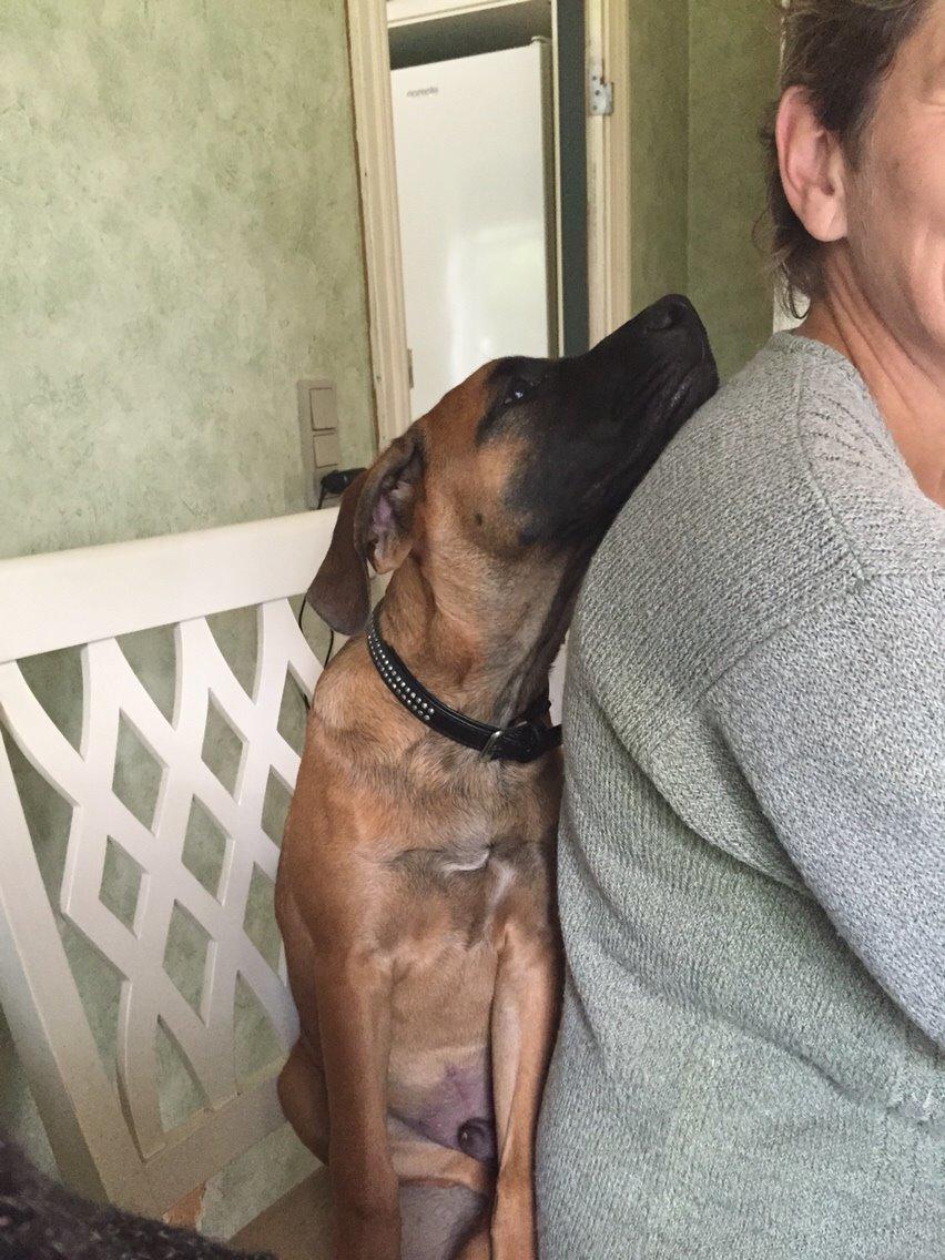 Blanding af racer King billede 4