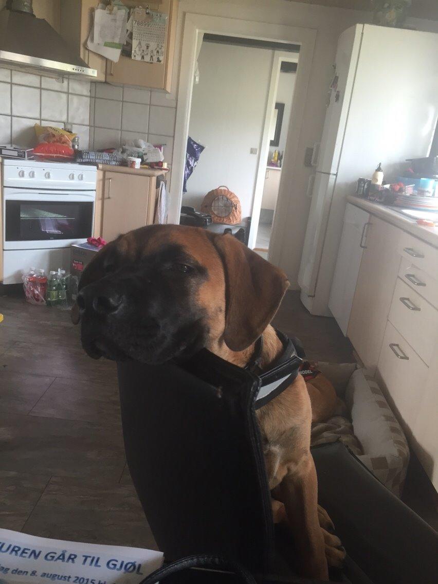 Blanding af racer King billede 6