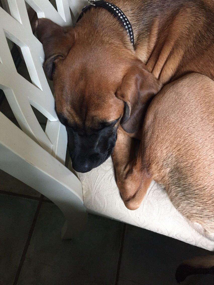 Blanding af racer King billede 5