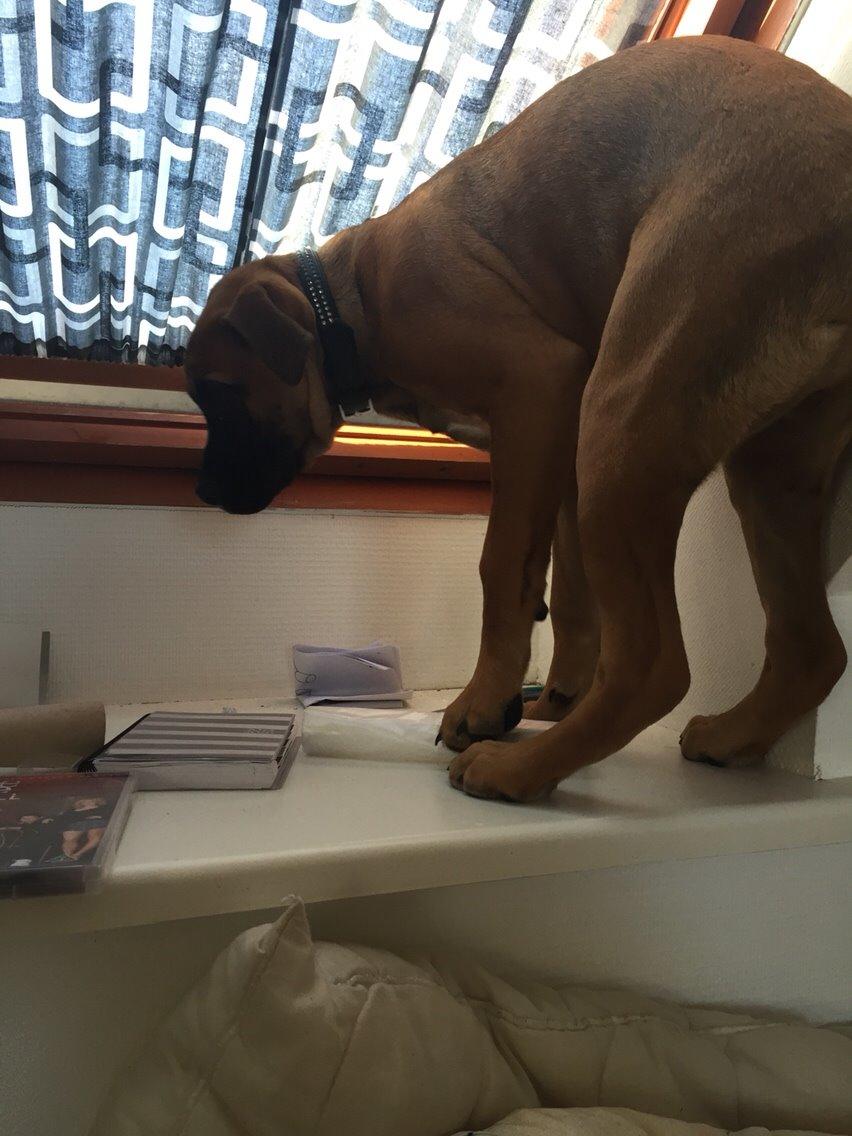 Blanding af racer King billede 8