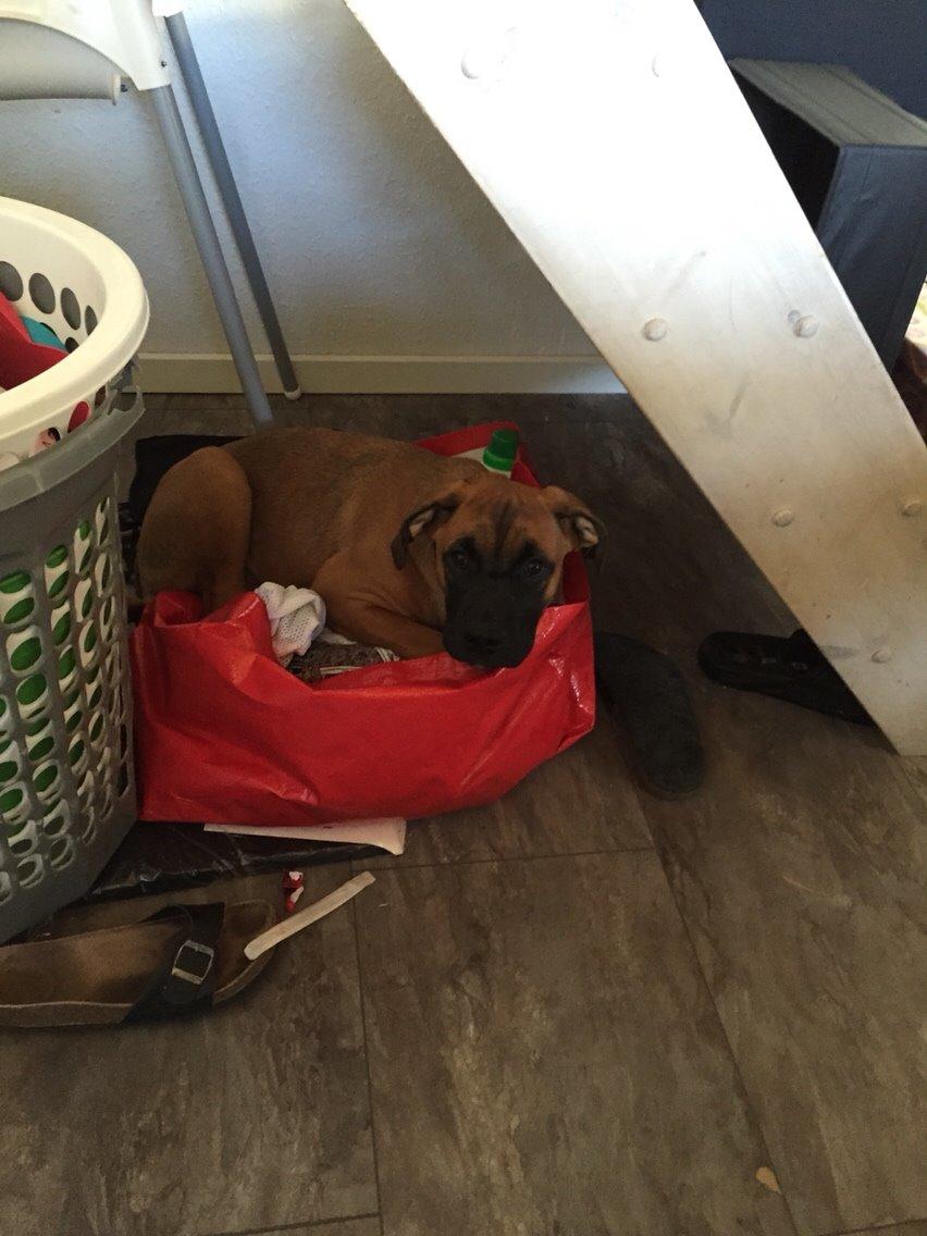 Blanding af racer King billede 9