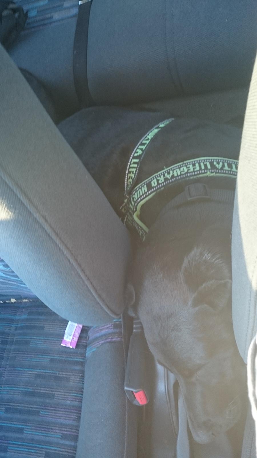 Blanding af racer Stella billede 30