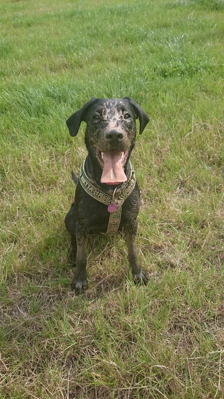 Blanding af racer Stella billede 31