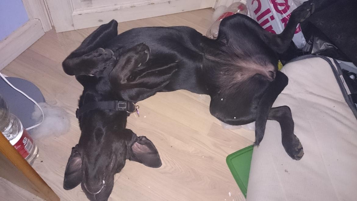 Blanding af racer Stella billede 36