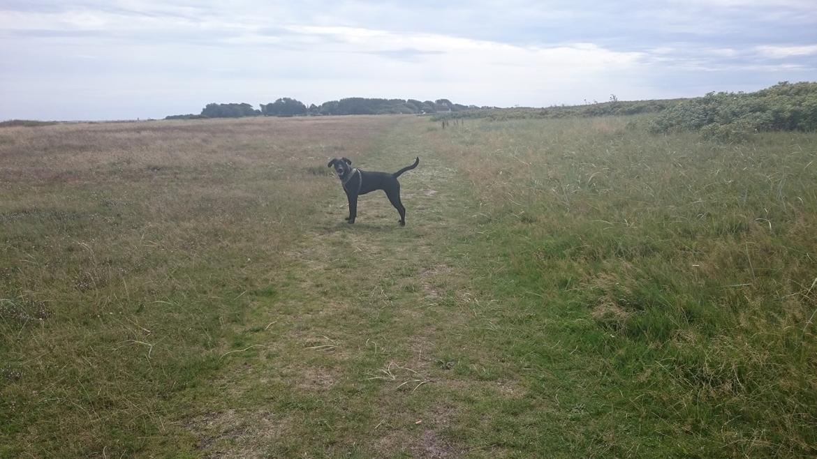 Blanding af racer Stella billede 34