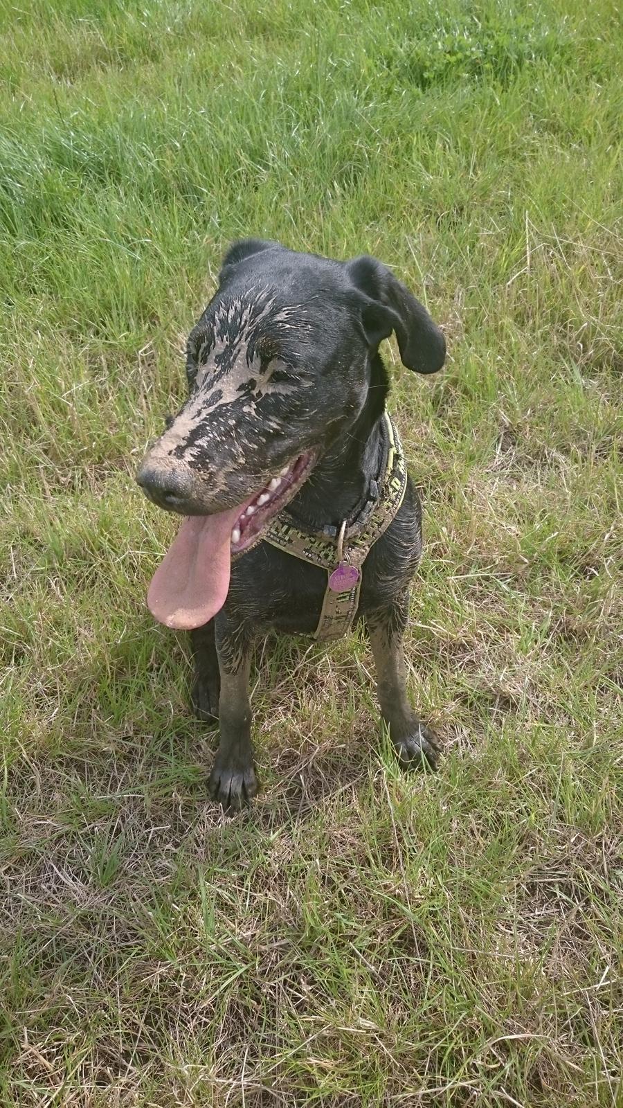 Blanding af racer Stella billede 32