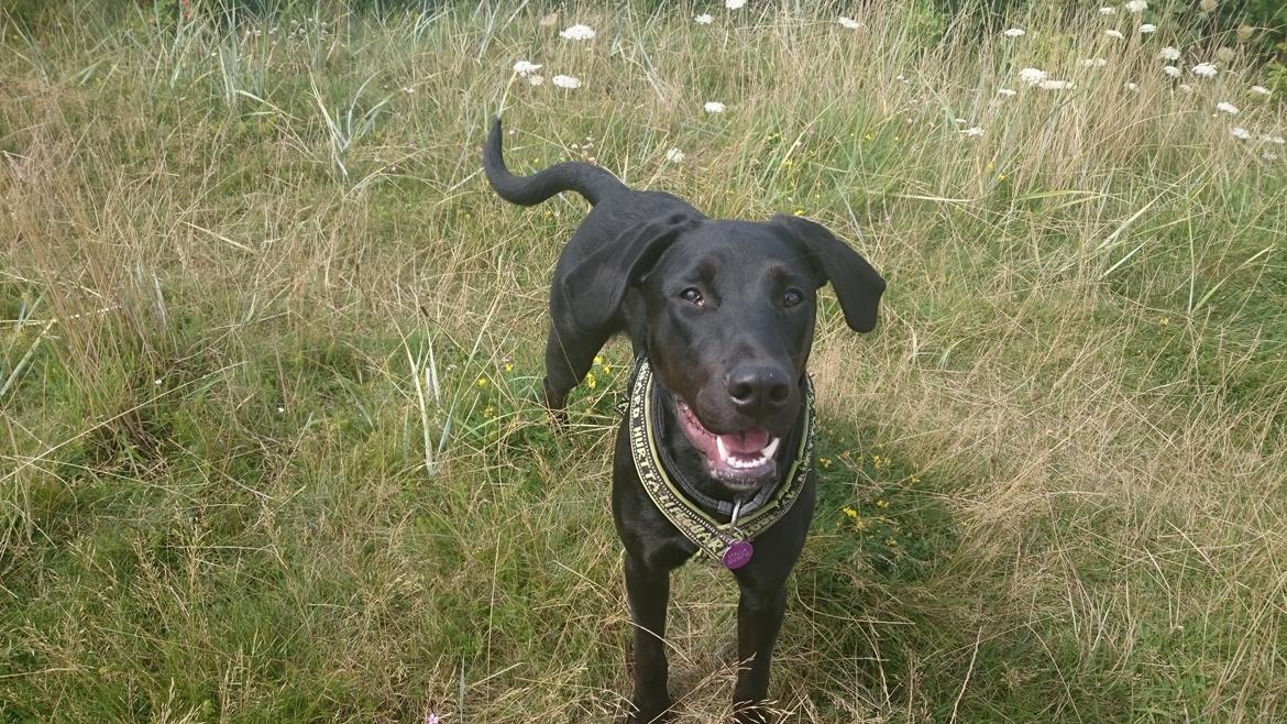 Blanding af racer Stella billede 35