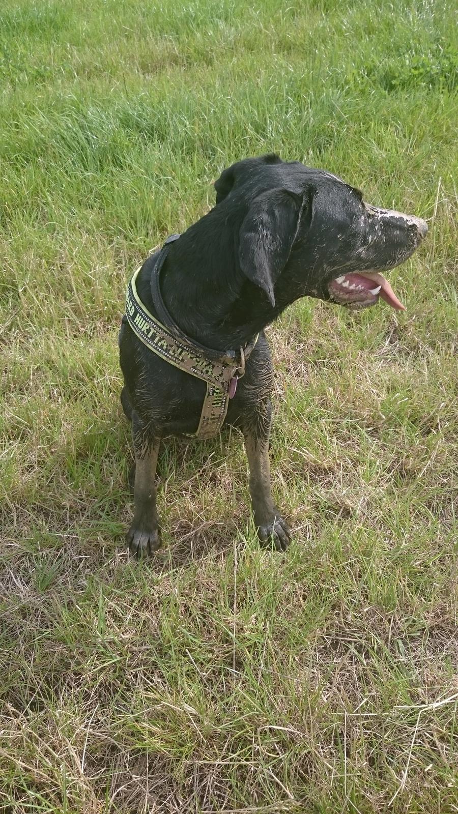 Blanding af racer Stella billede 33