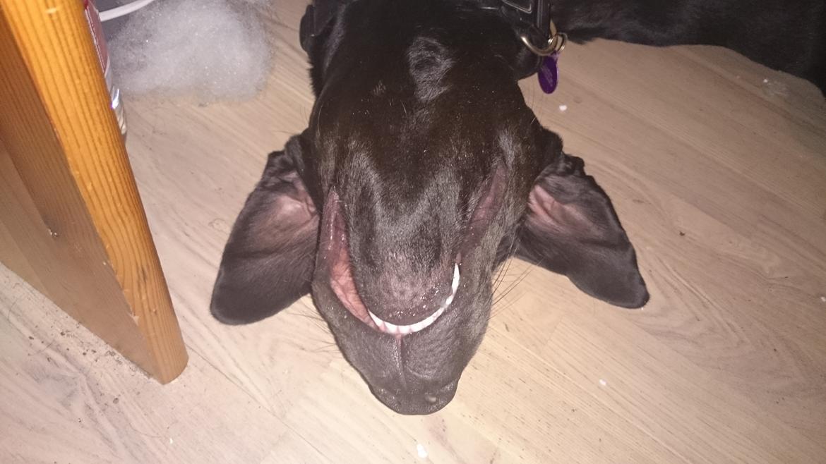 Blanding af racer Stella billede 37