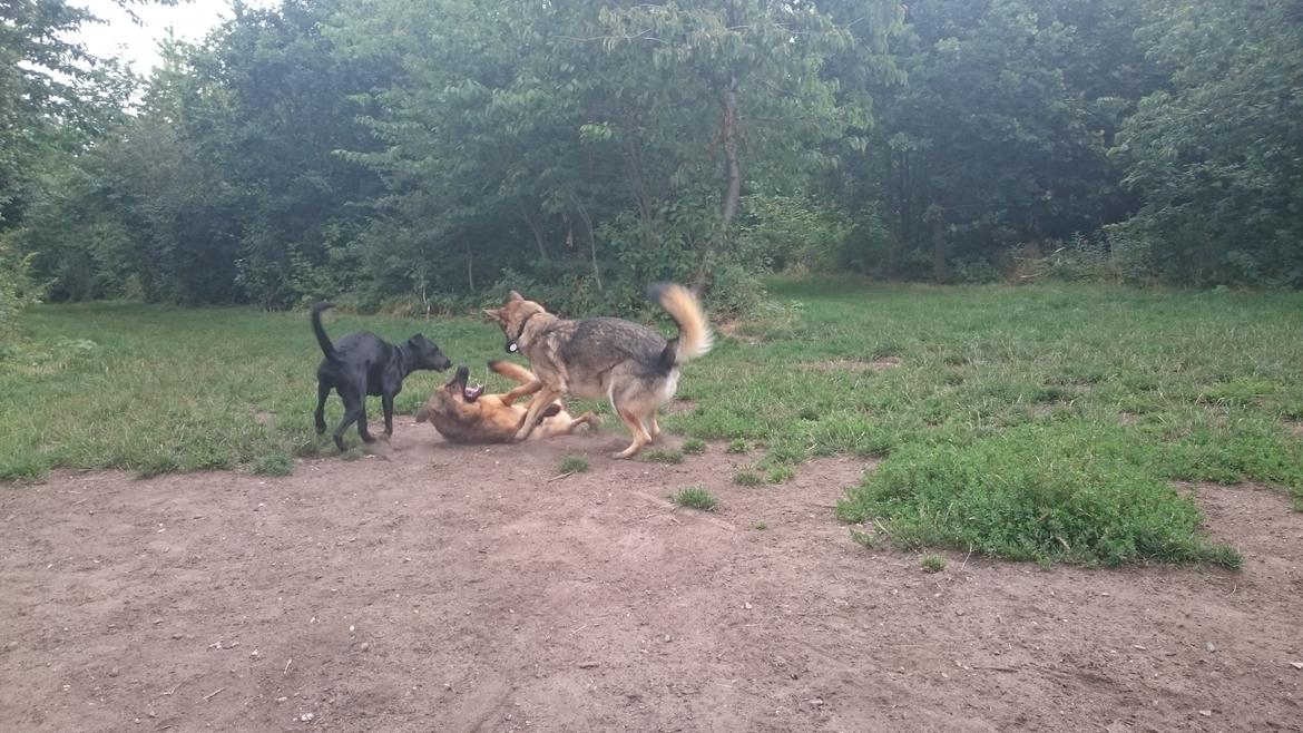 Blanding af racer Stella billede 38