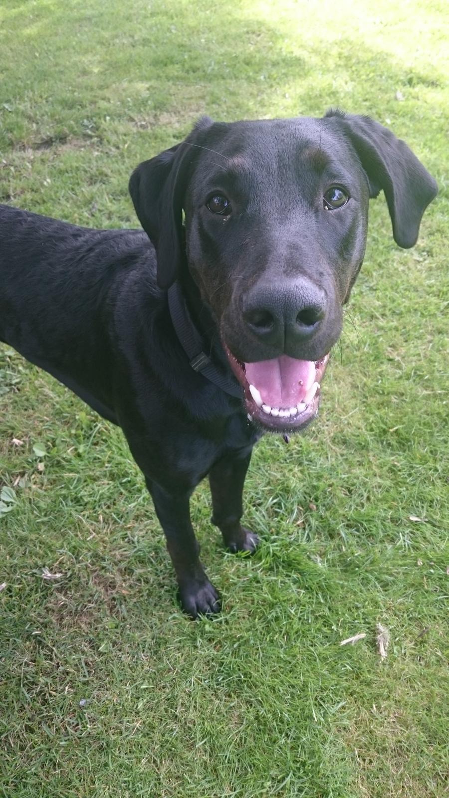 Blanding af racer Stella billede 41