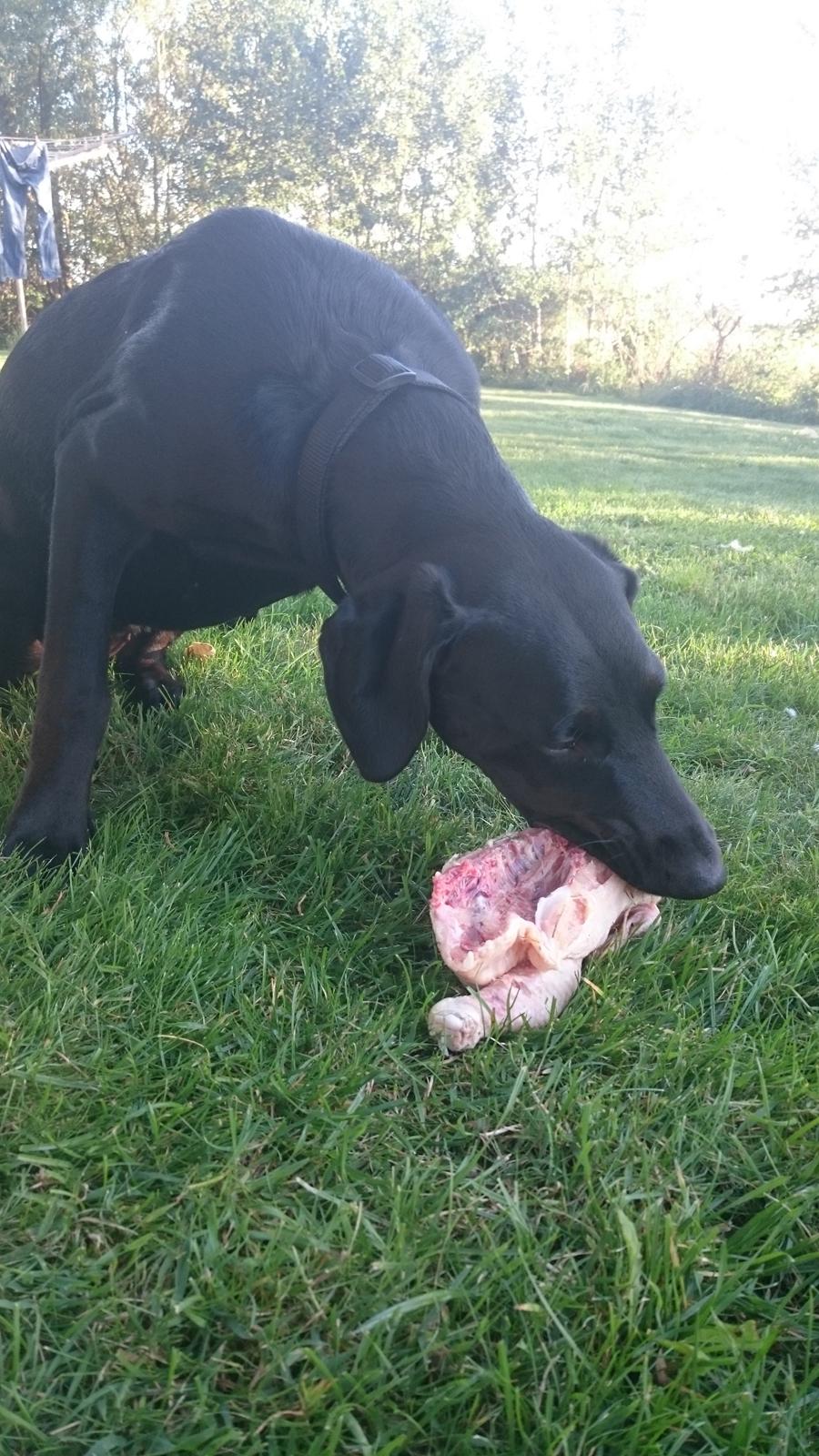 Blanding af racer Stella billede 40