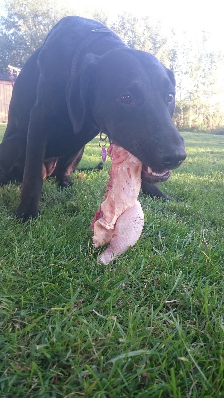 Blanding af racer Stella billede 39