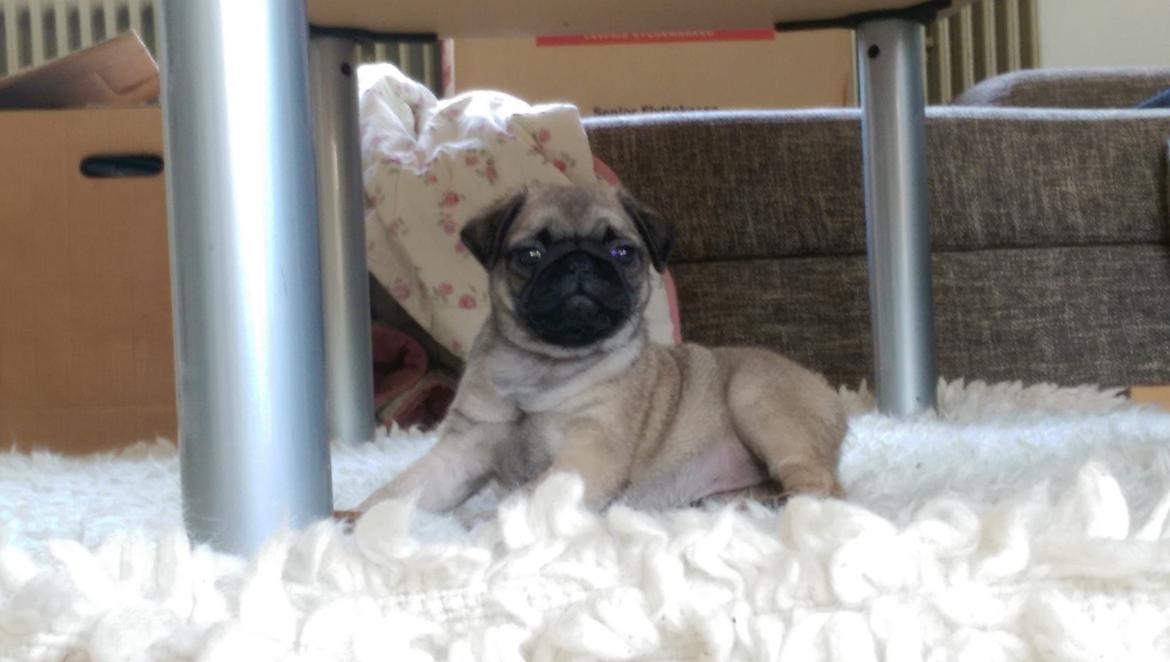 Mops Delle billede 3