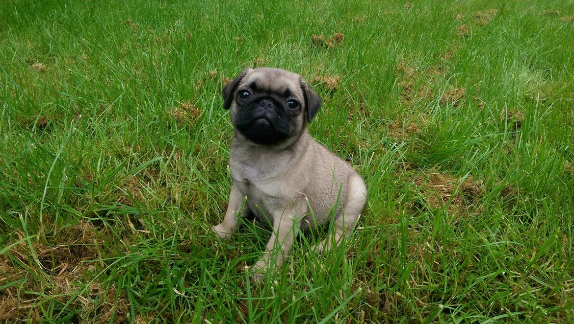 Mops Delle billede 1