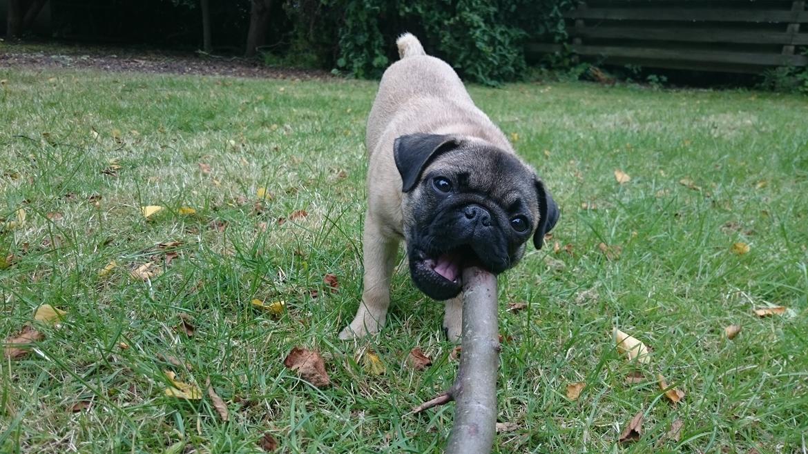 Mops Delle billede 6