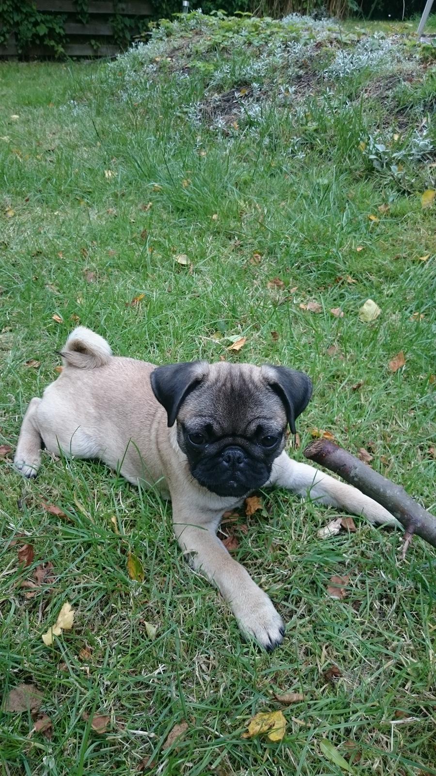 Mops Delle billede 7