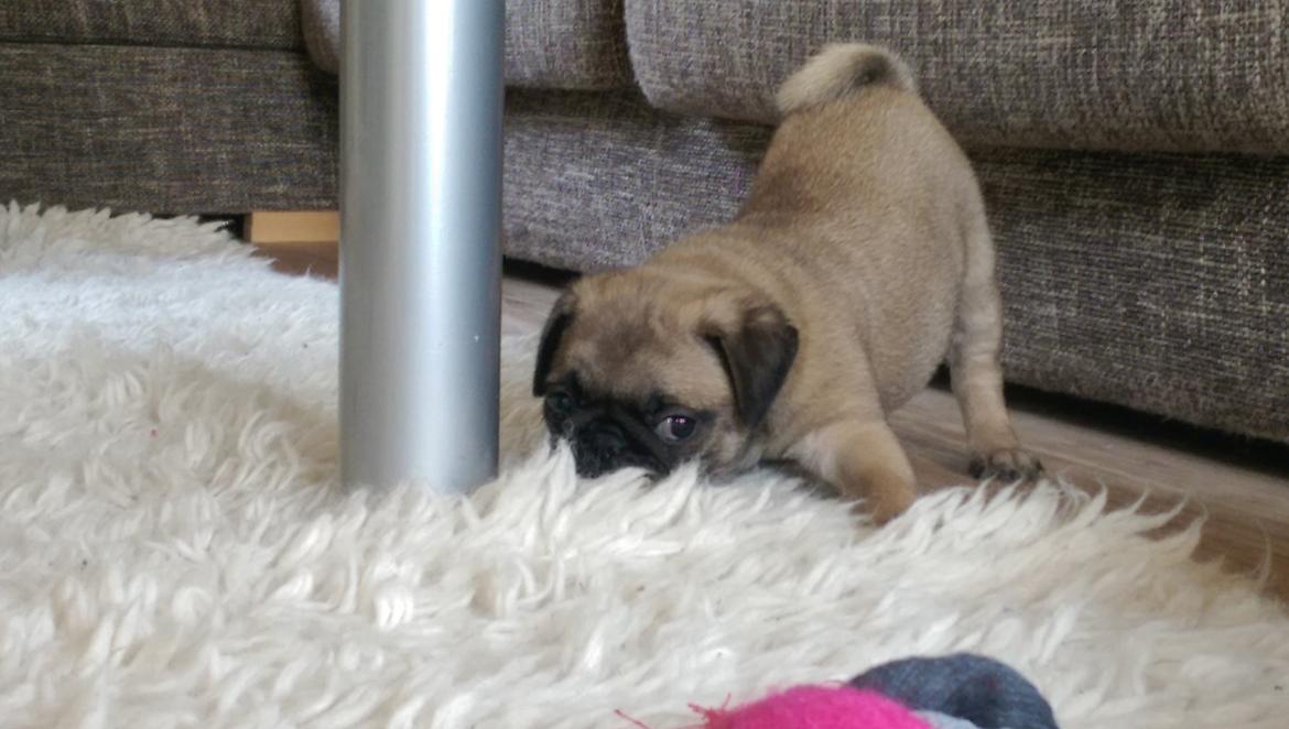 Mops Delle billede 4