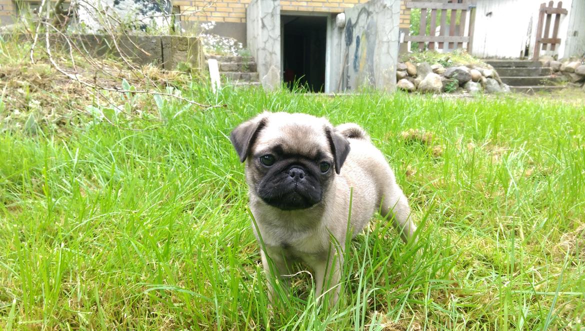 Mops Delle billede 2