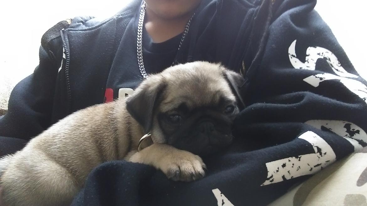 Mops Delle billede 5