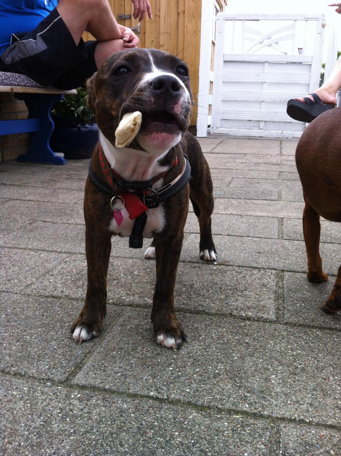 Staffordshire bull terrier Freja billede 10