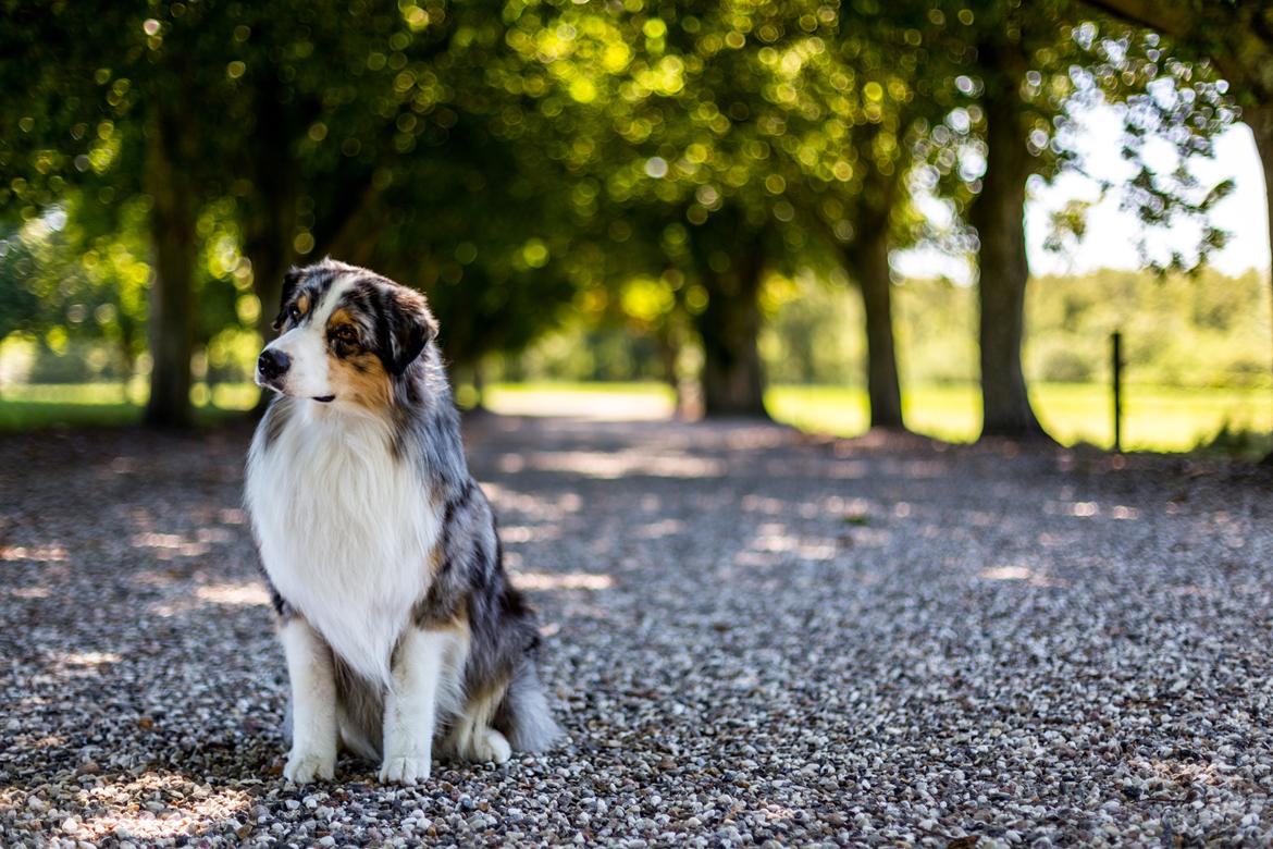 Australian shepherd Aston - Aston 2 år billede 1