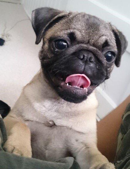 Mops Delle billede 8