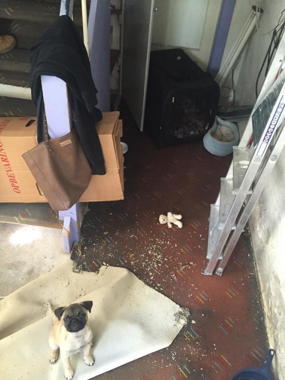 Mops Delle billede 9