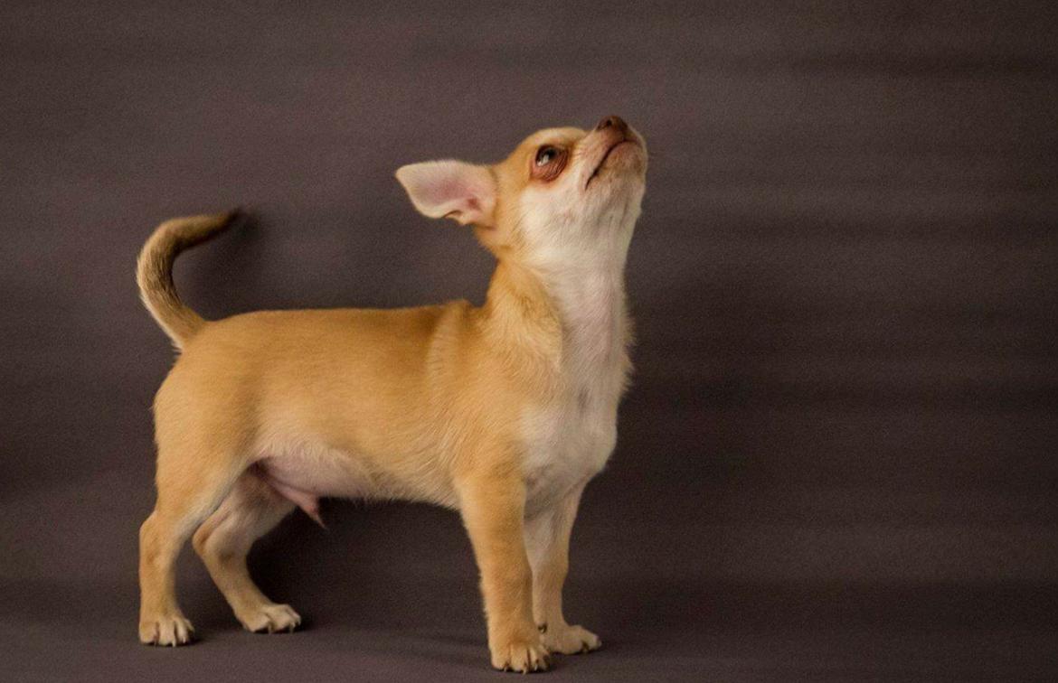 Chihuahua Opie billede 1