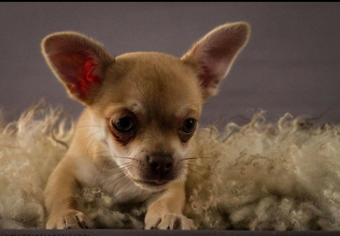 Chihuahua Opie billede 2