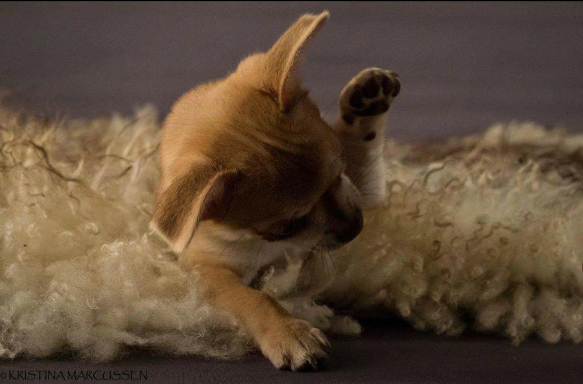 Chihuahua Opie billede 4