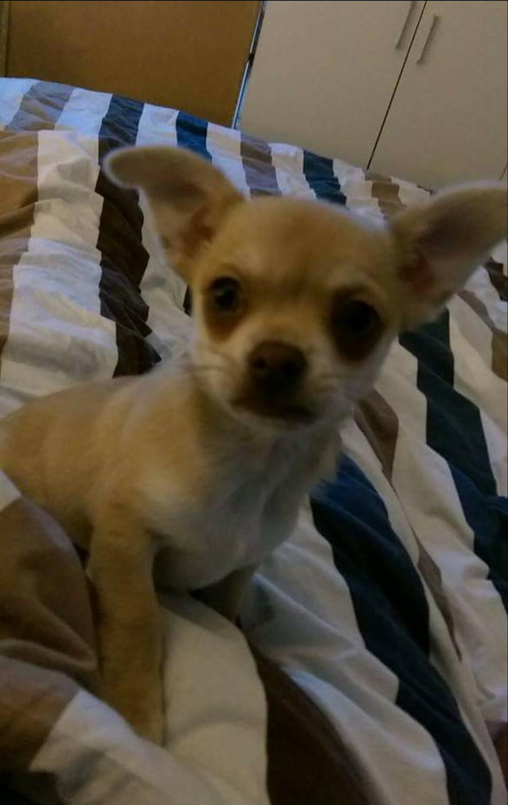 Chihuahua Opie billede 5