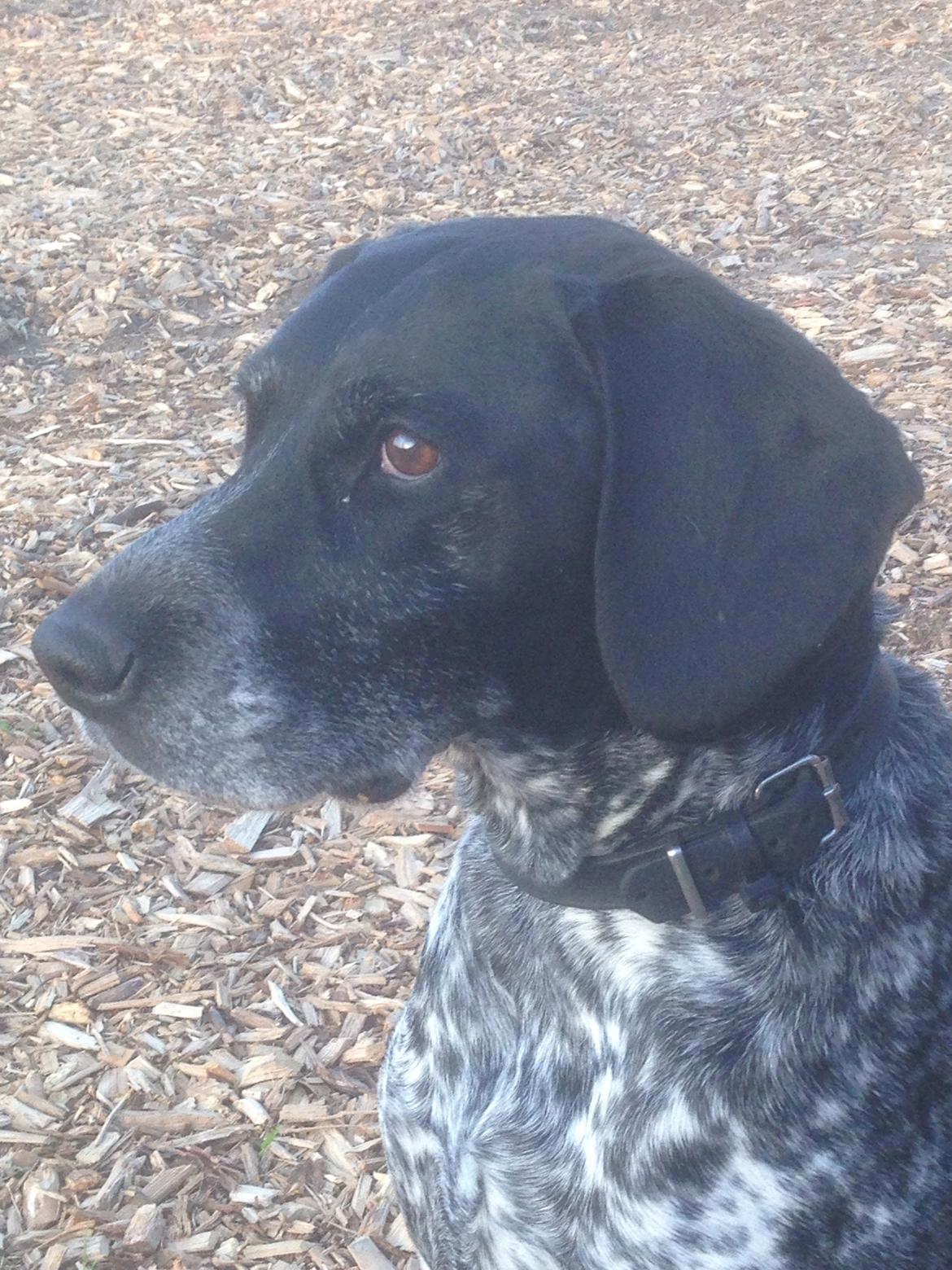 Blanding af racer Basse billede 16