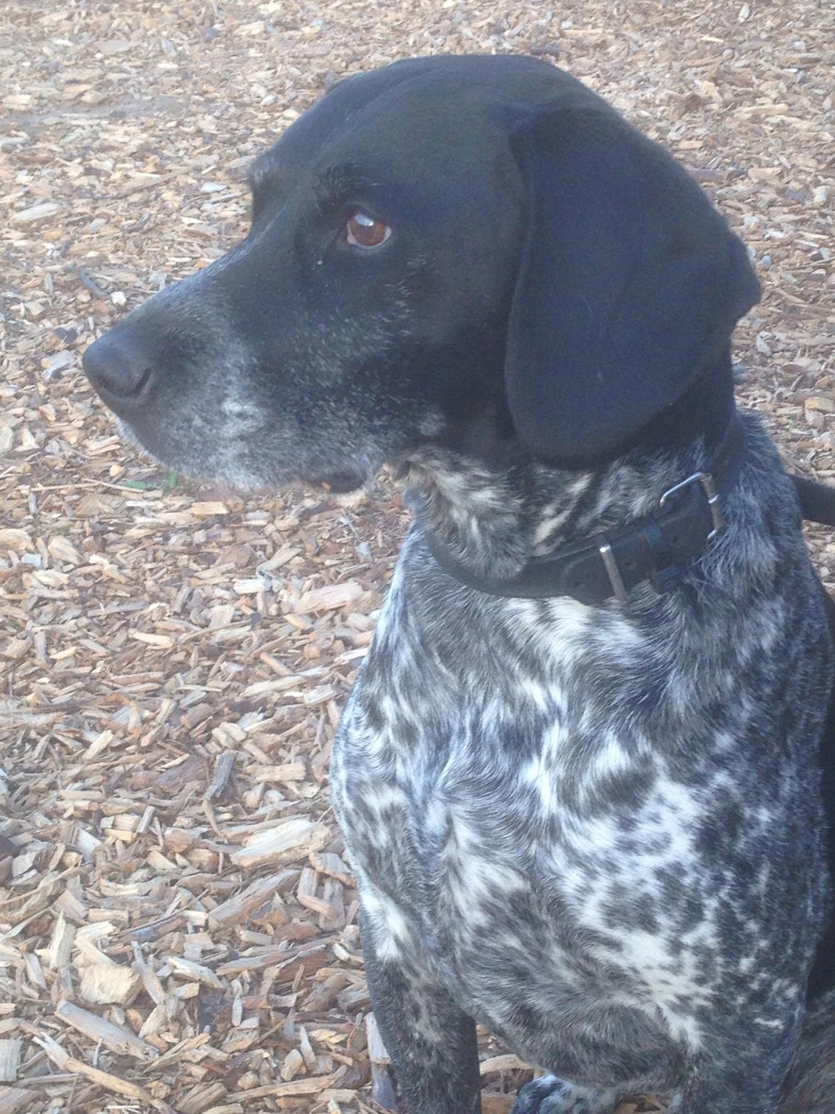 Blanding af racer Basse billede 17