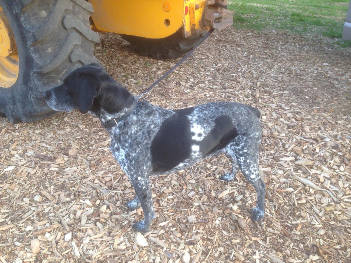 Blanding af racer Basse billede 19