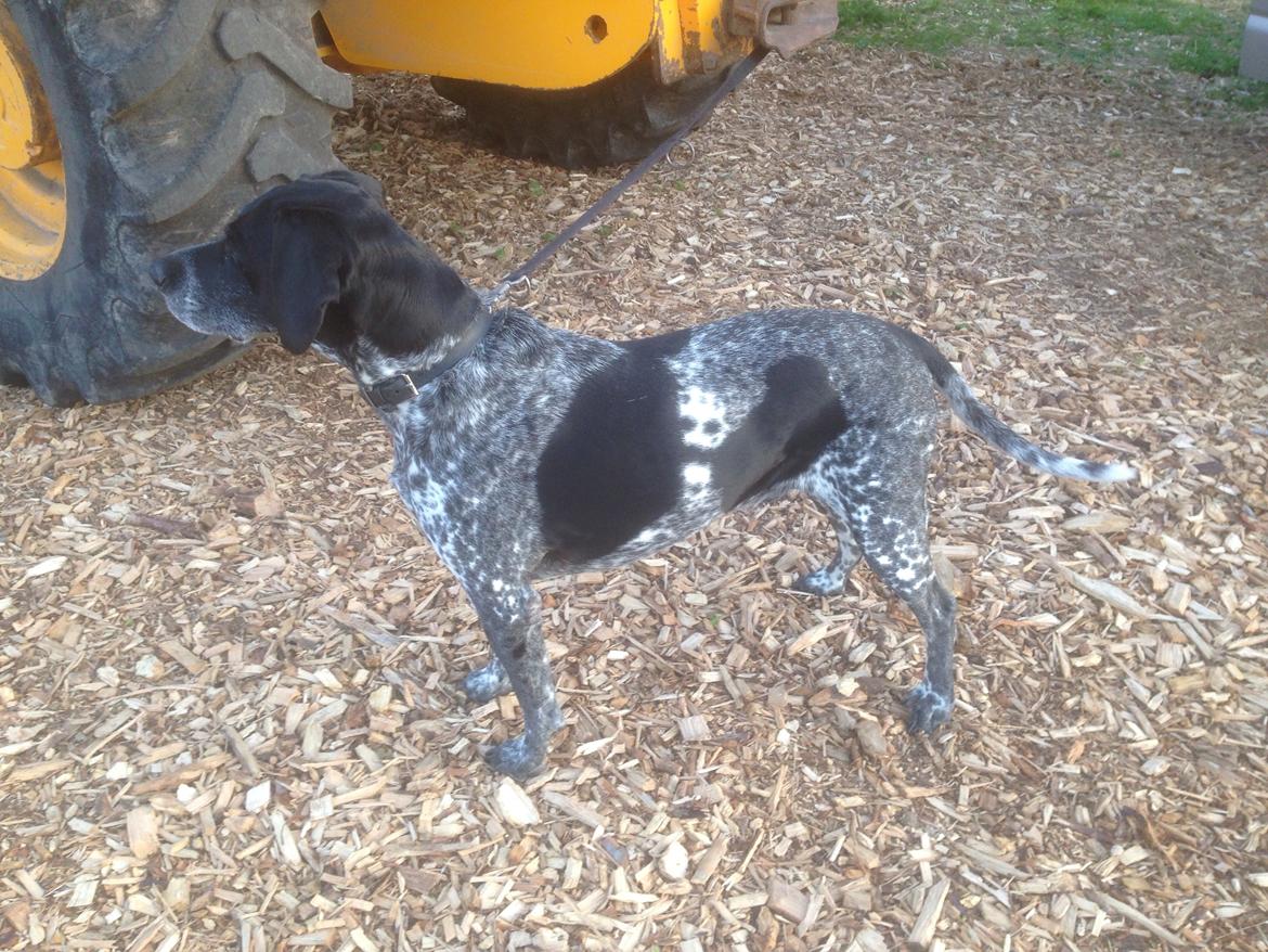 Blanding af racer Basse billede 20