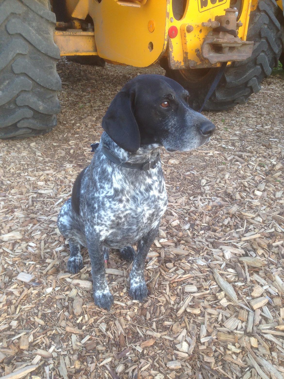 Blanding af racer Basse billede 18