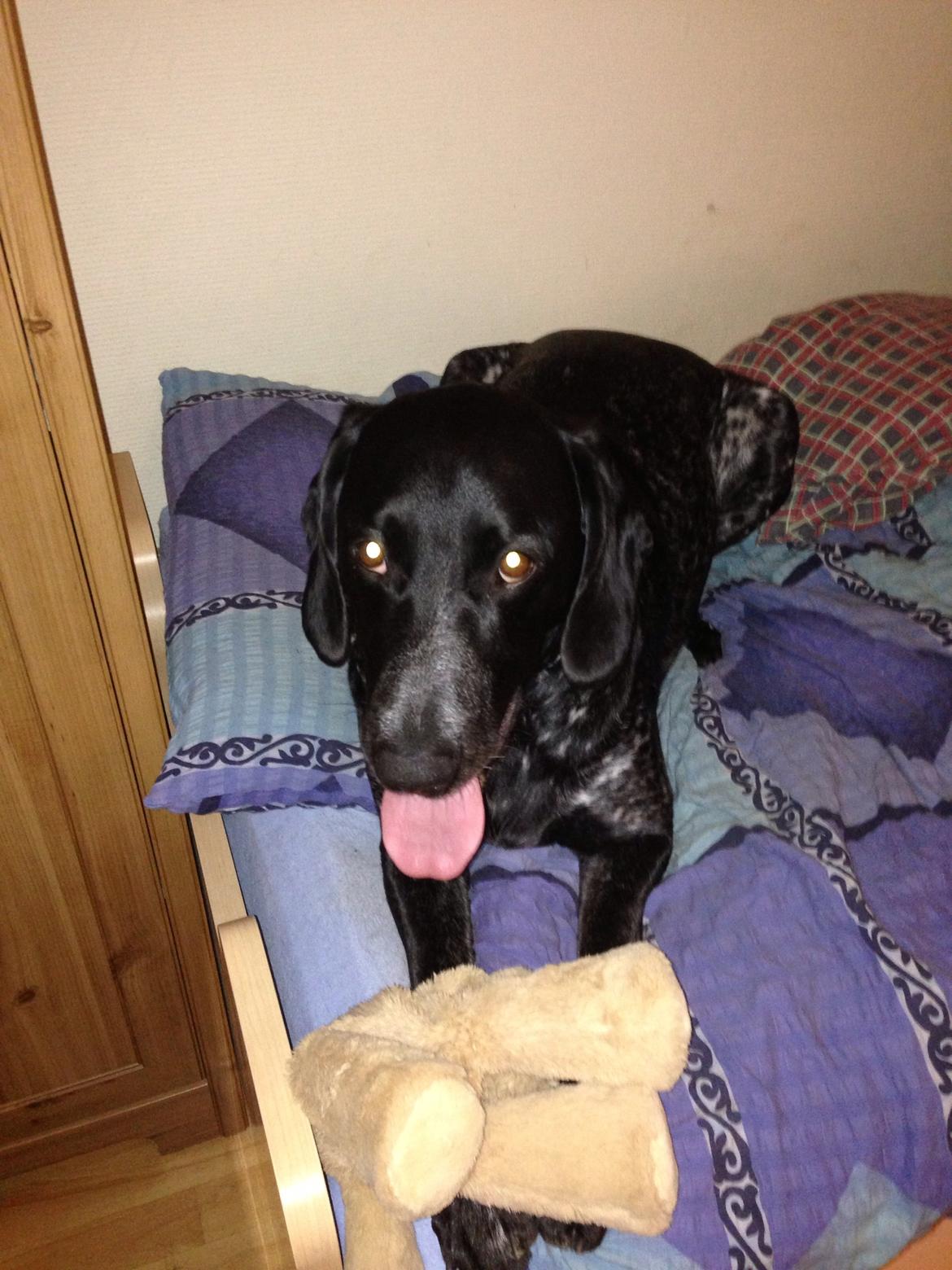 Blanding af racer Bertram billede 22