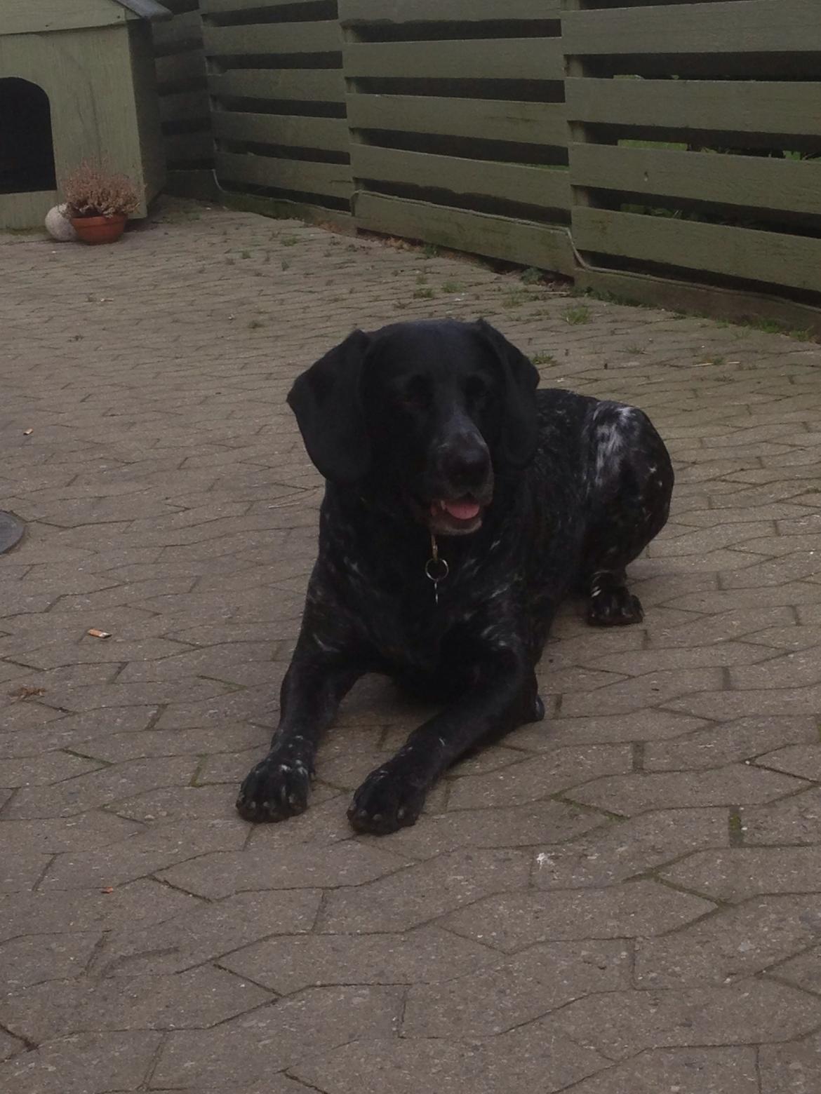 Blanding af racer Bertram billede 23