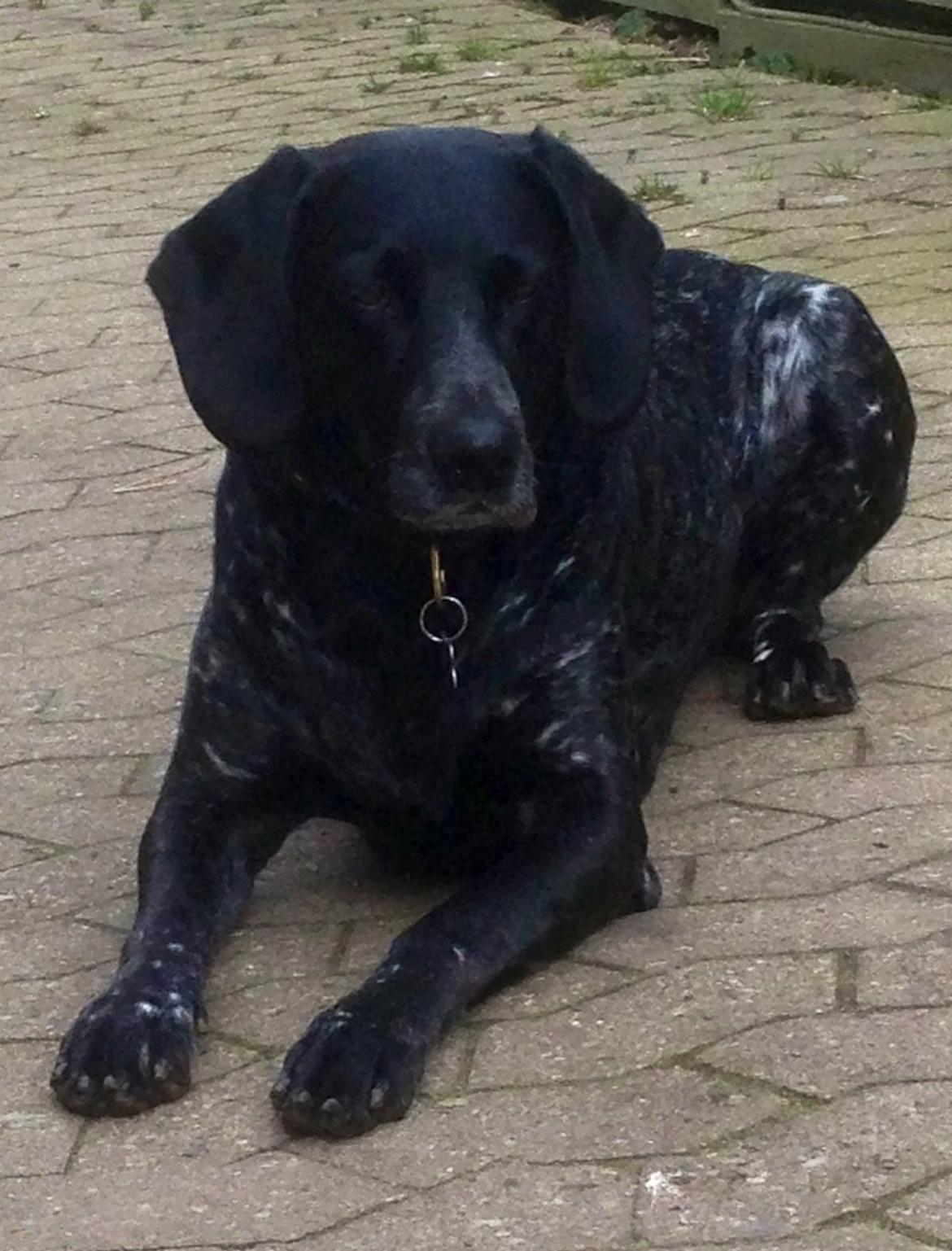 Blanding af racer Bertram billede 24