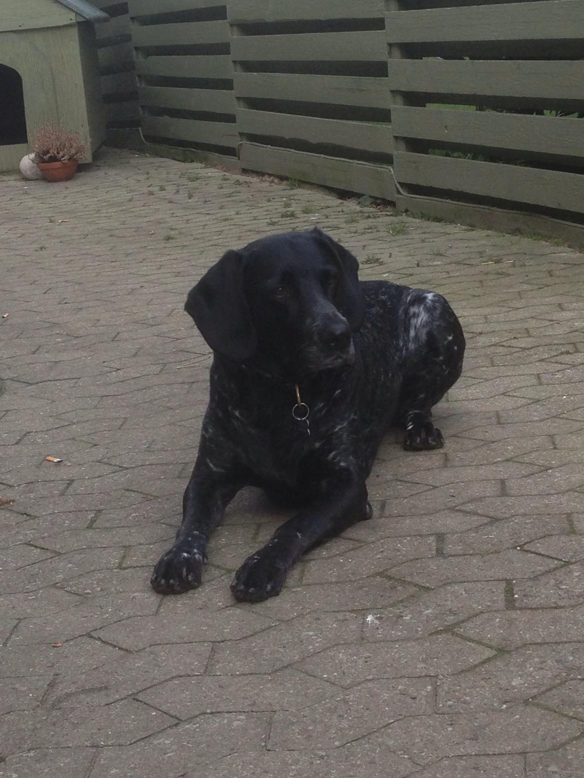 Blanding af racer Bertram billede 25