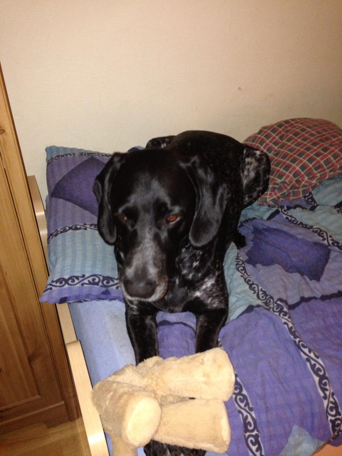 Blanding af racer Bertram billede 21