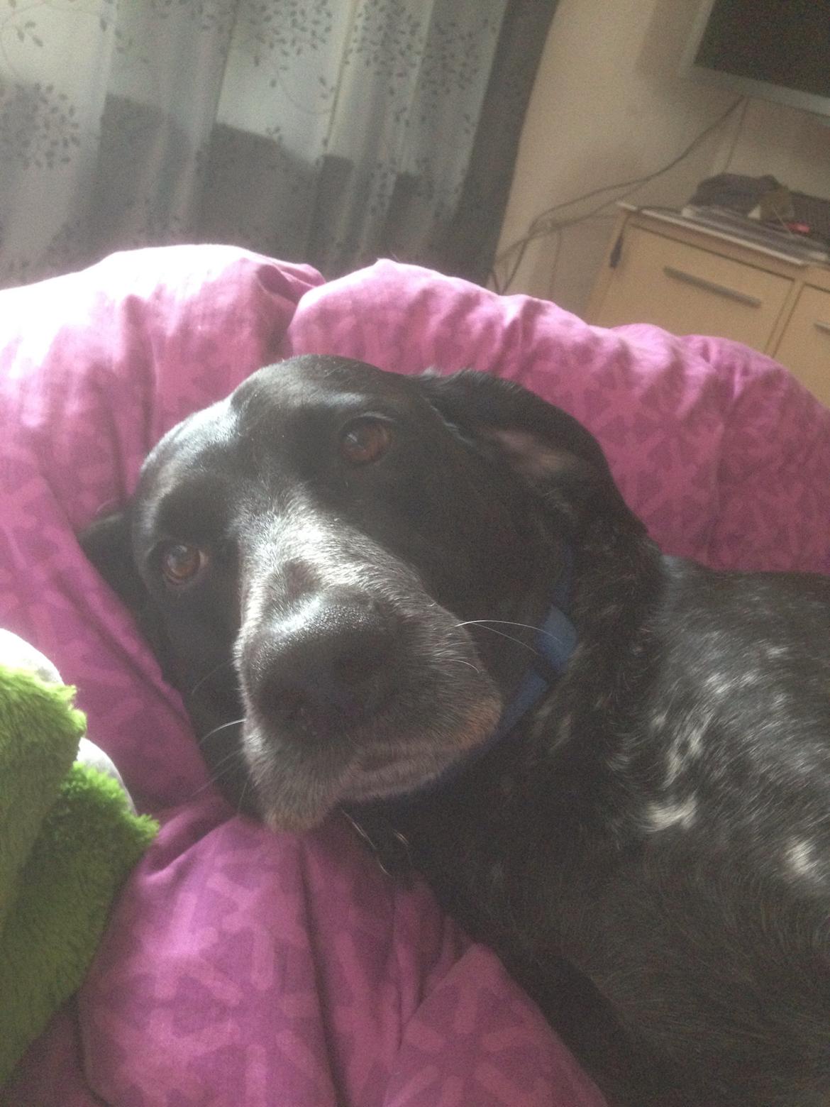 Blanding af racer Bertram billede 28