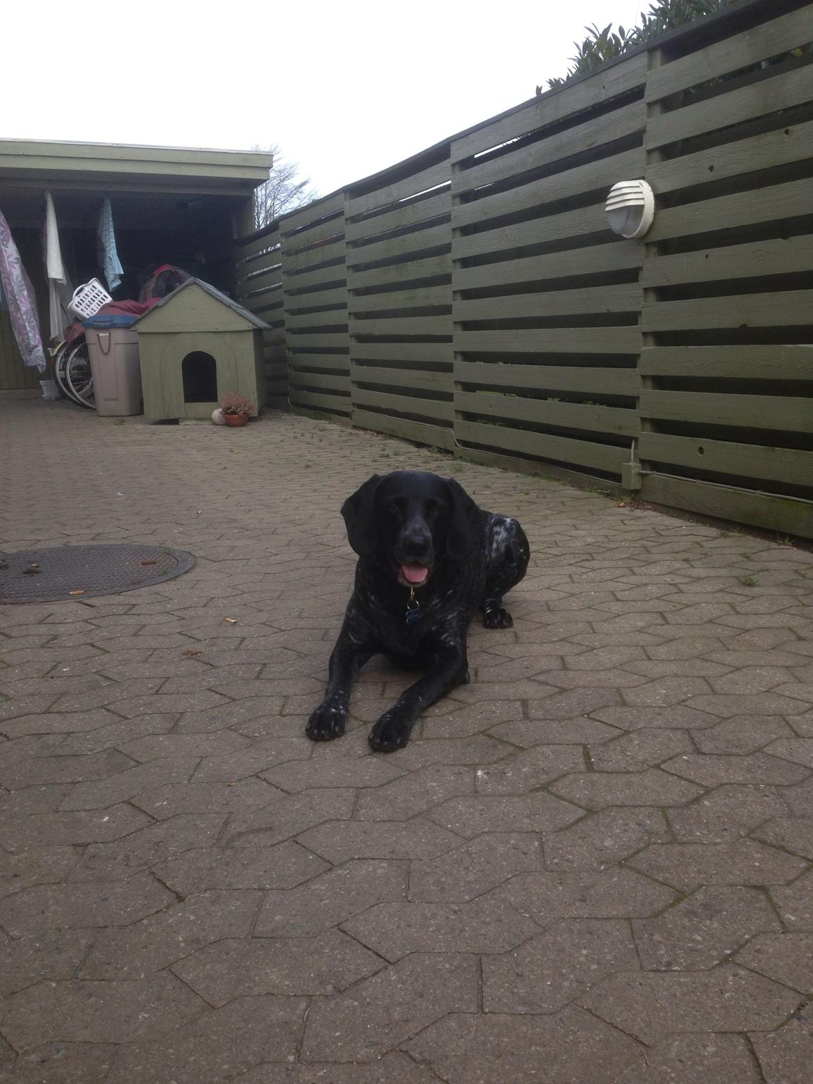 Blanding af racer Bertram billede 26