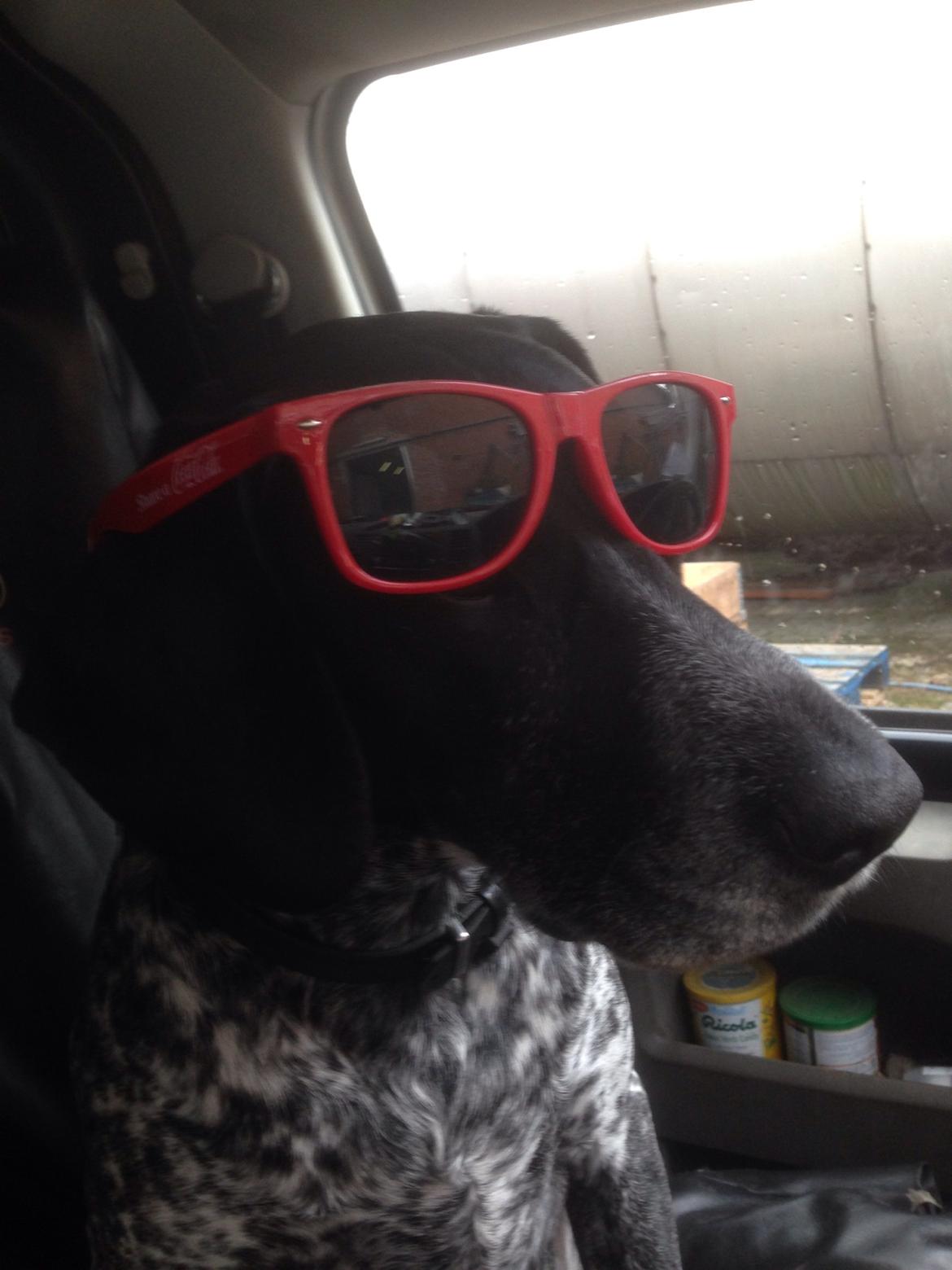 Blanding af racer Basse billede 21