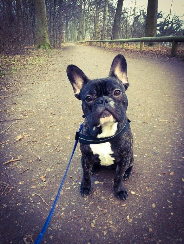 Fransk bulldog Milo - Charmetrold i skoven /Risskov  billede 2