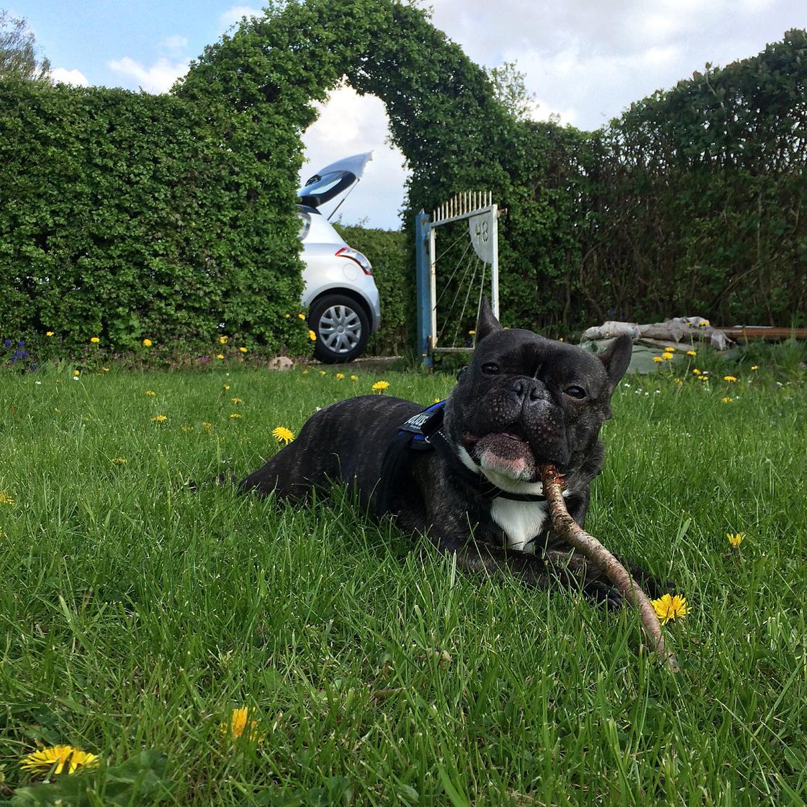 Fransk bulldog Milo - I vores kolonihave hvor Milo havde sine første 6mdr billede 5