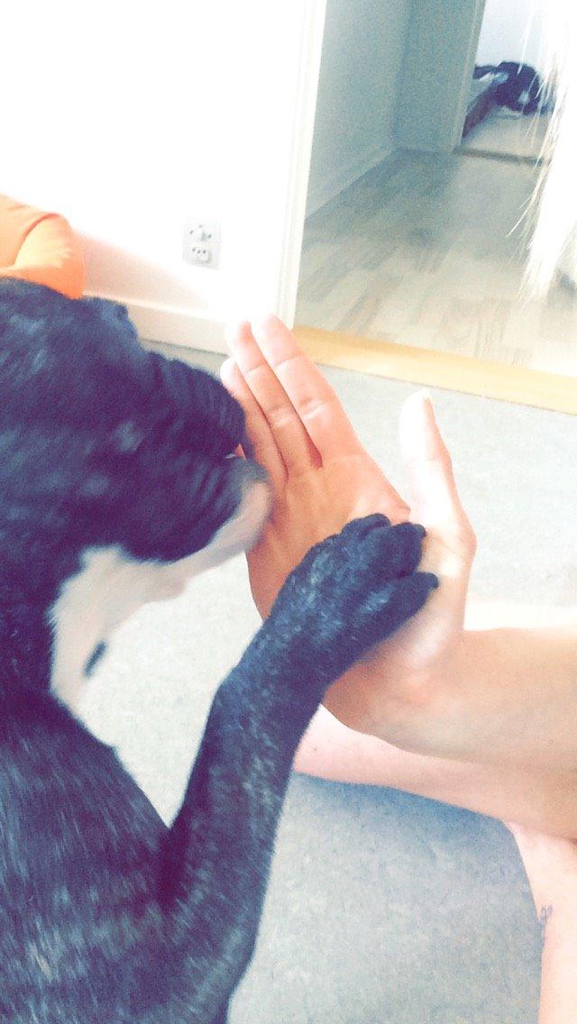 Fransk bulldog Milo - Vi lader som om Milo ved hvad det her betyder hihi billede 6